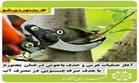 آغاز عملیات هرس و حذف پاجوش درختان در بجنورد با هدف صرفه‌جویی در مصرف آب