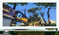 قطع مجدد درخت به بهانه رفع محدودیت دید و چالش شهرداری دربرخورد با متخلفین