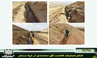 اتمام عملیات کاشت گل محمدی در تپه سنجر