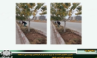 تغییر الگوی کاشت با بهره مندی از گیاهان پوششی منطقه در بجنورد اجرا می شود