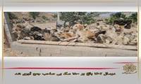 درسال 1402 بالغ بر 1800 سگ بی صاحب جمع آوری شد