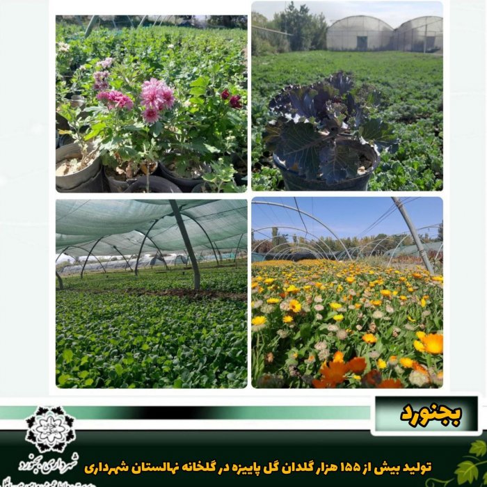 تولید بیش از ۱۵۵ هزار گلدان گل پاییزه در گلخانه نهالستان شهرداری